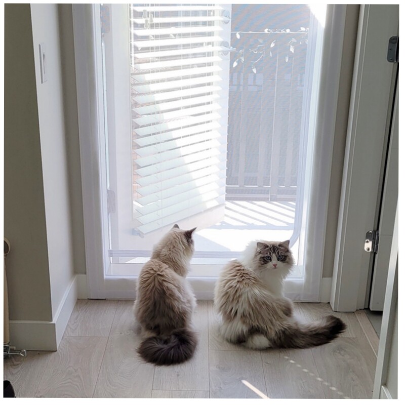 防猫门栏挡猫网防猫门帘拉链纱门免打孔客厅隔断帘订制宠物纱窗门,淘宝优惠券,粉丝福利购,淘宝优惠卷