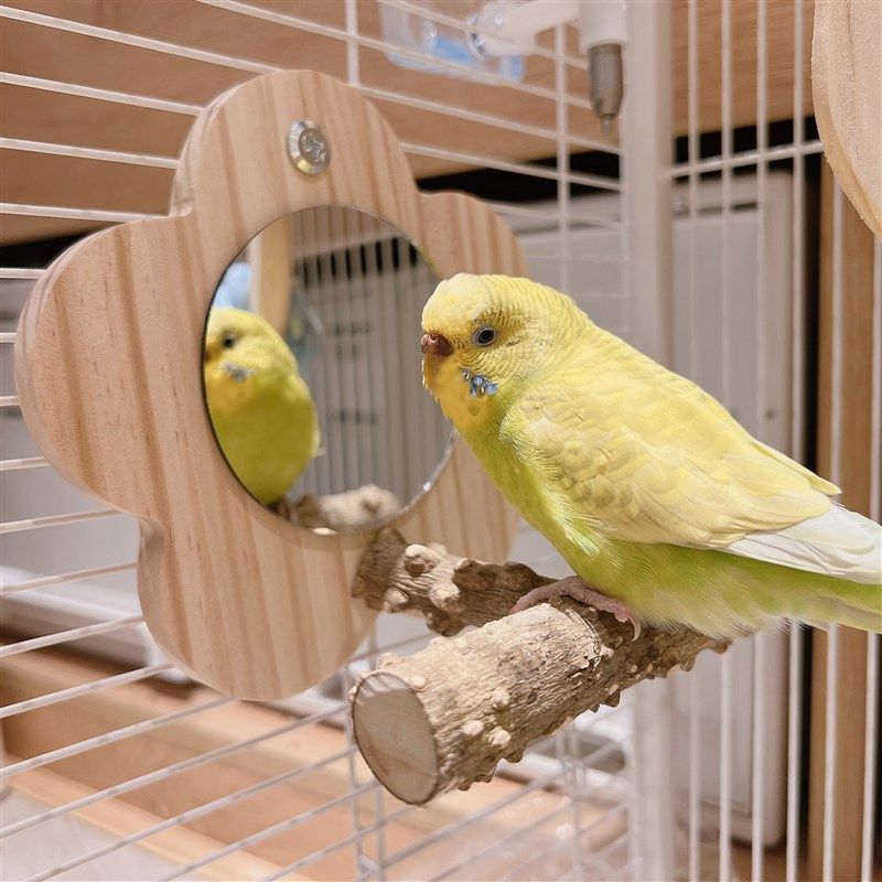 花椒木站架镜子虎皮牡丹玄凤啃咬棒小站台鸟笼站架杆玩具鹦鹉用品,淘宝优惠券,粉丝福利购,淘宝优惠卷