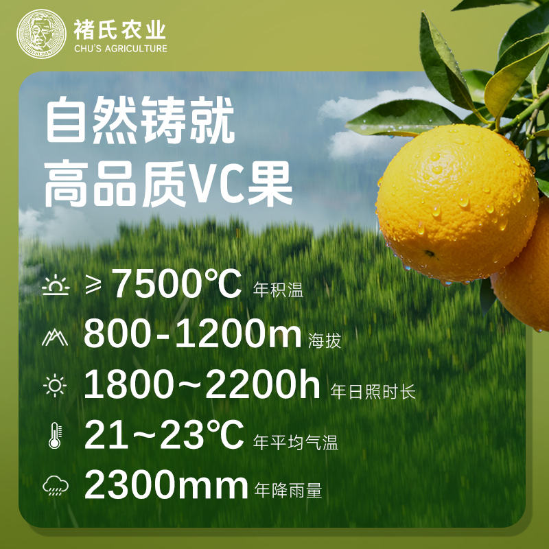 正宗云南冰糖橙 褚橙庄园 整箱新鲜水果当季送礼褚时健珍品礼盒