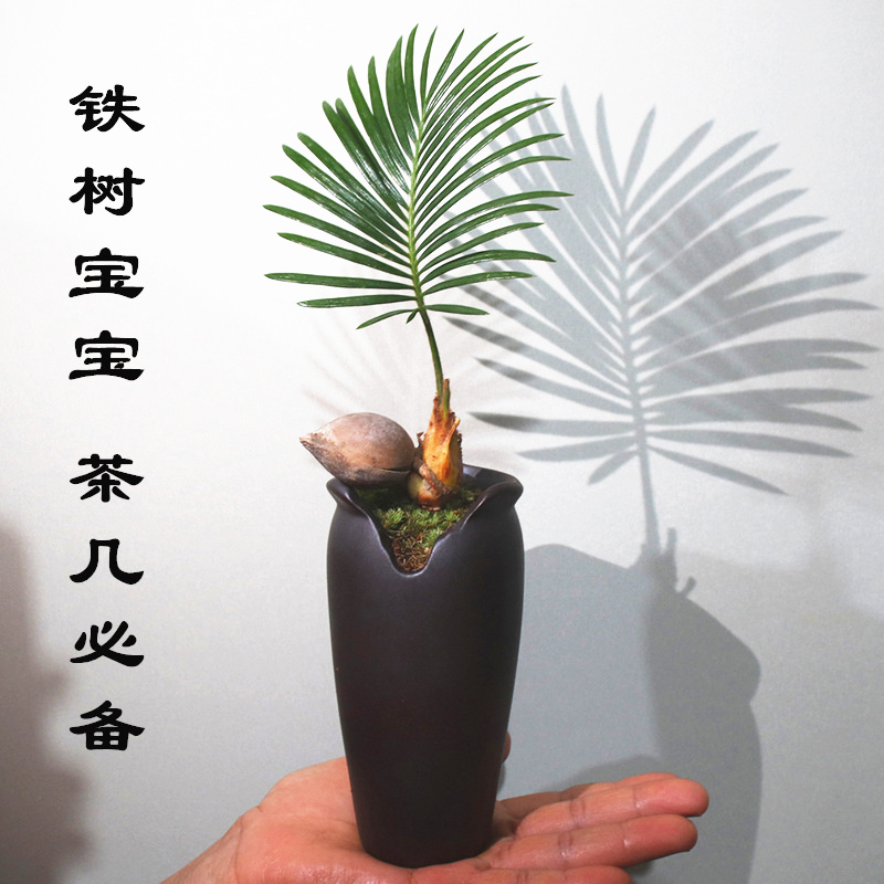 铁树宝宝盆栽苏铁办公室内好养耐寒植物客厅茶几禅意盆景桌面绿植 - 图0