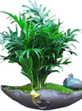 袖珍椰子散尾葵客厅好养植物办公室内净化空气吸甲醛桌面