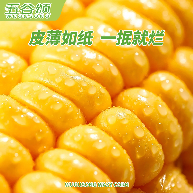 一定要带袋煮东北黄糯玉米软糯香甜黏玉米棒吉林轻食主食粗粮早餐