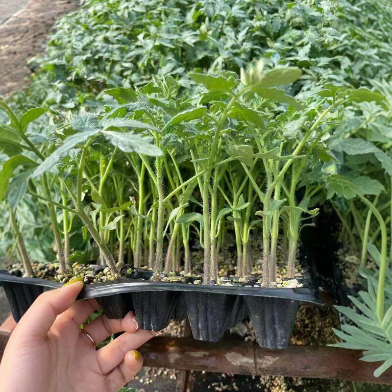 沙瓤口感大粉番茄苗秧老品种水果西红柿秧子四季播种阳台盆栽菜苗,淘宝优惠券,粉丝福利购,淘宝优惠卷