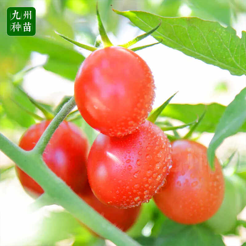 超甜红千禧圣女果苗秧苗粉樱桃小番茄苗水果小柿子苗四季阳台盆栽,淘宝优惠券,粉丝福利购,淘宝优惠卷