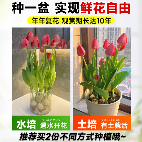 郁金香种球盆栽阳台带芽水培花卉绿植室内客厅植物好养活四季种子 - 图1