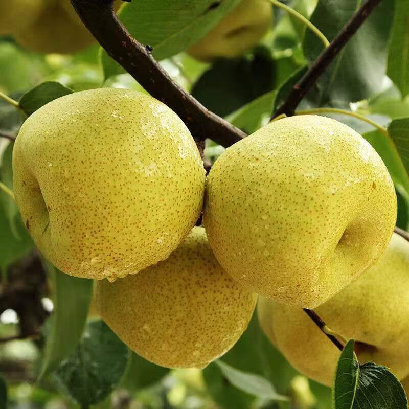 正宗安徽砀山酥梨新鲜水果现摘原产地发货应季特产烤梨整箱包邮10,淘宝优惠券,粉丝福利购,淘宝优惠卷