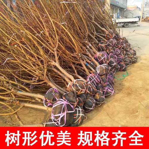 大桃树果苗带土水蜜桃锦绣黄金桃嫁接苗南方北方种植蟠桃油桃幼苗 - 图2