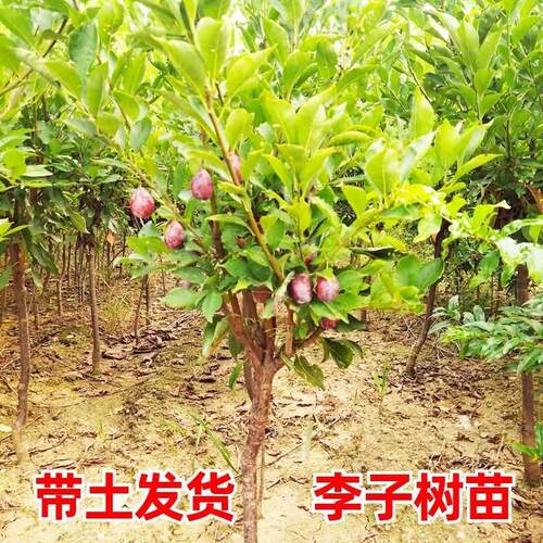 西梅树树苗特大蓝蜜法兰西带土南北方庭院阳台种植当年结果果树苗 - 图1