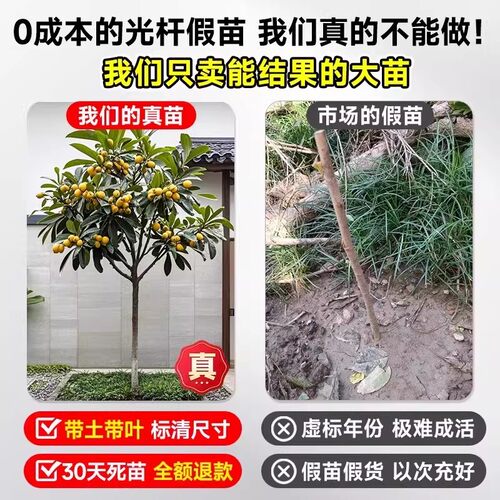 无核特大枇杷苗树嫁接果苗南方北方庭院耐寒四季水果苗琵琶带土球 - 图0