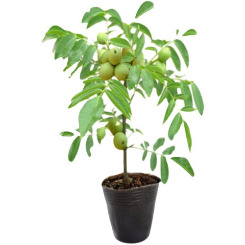 特大核桃树苗带土球嫁接果树南北方种植8518薄壳纸皮核桃当年结果 - 图3