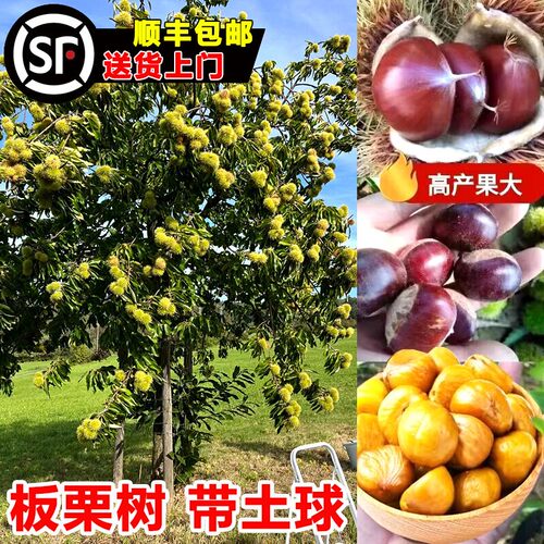 嫁接板栗苗树特大板栗果树地栽南北方种植大红袍板栗带土当年结果 - 图1