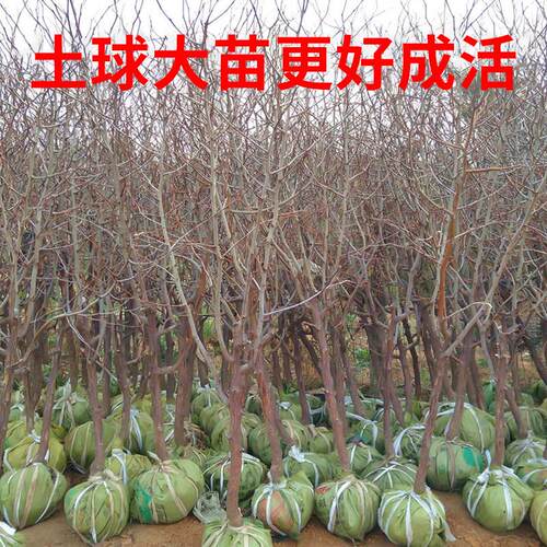 特大枣树活苗超甜当年结果带土球盆栽庭院地栽沾化冬枣南北方种植 - 图1