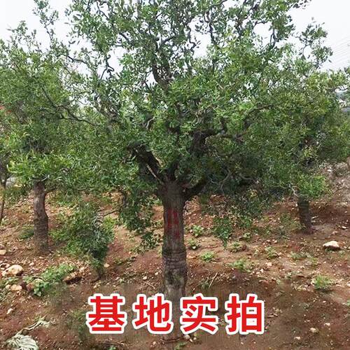 特大枣树活苗超甜当年结果带土球盆栽庭院地栽沾化冬枣南北方种植 - 图2