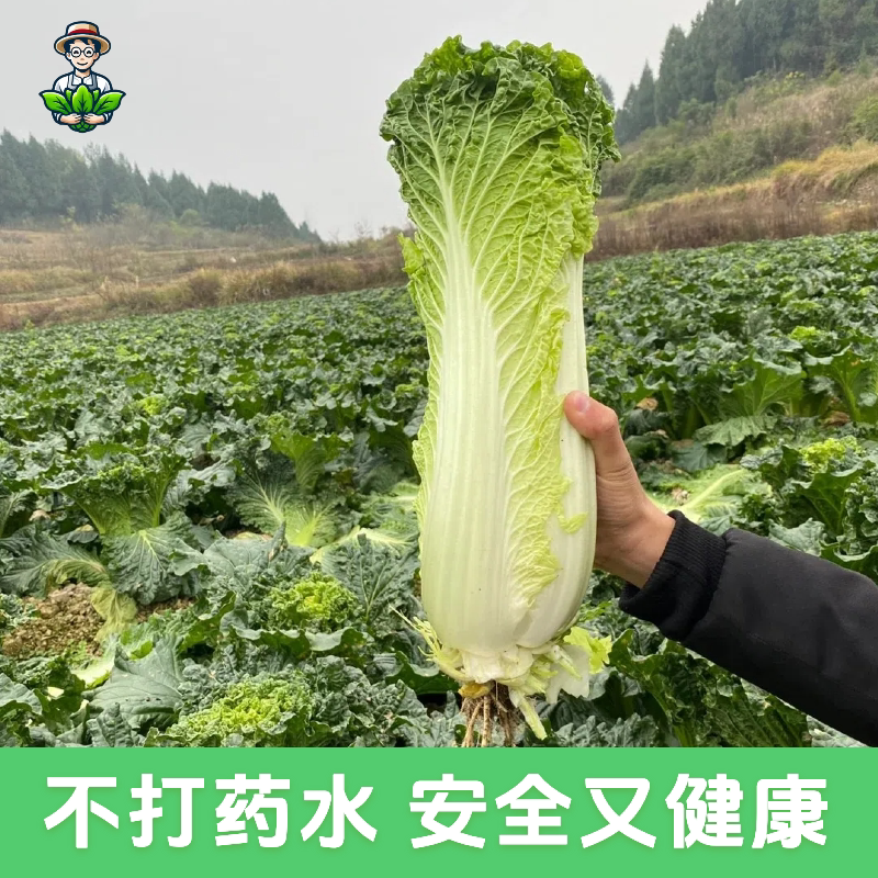 顺丰包邮 云南高山麻叶青白菜新鲜蔬菜天津绿绍菜高杆龙牙青口白