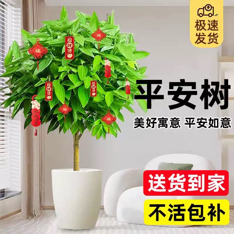 平安树客厅盆栽大型绿植室内金钱树植物阳台幸福树易活树苗发财树 - 图2