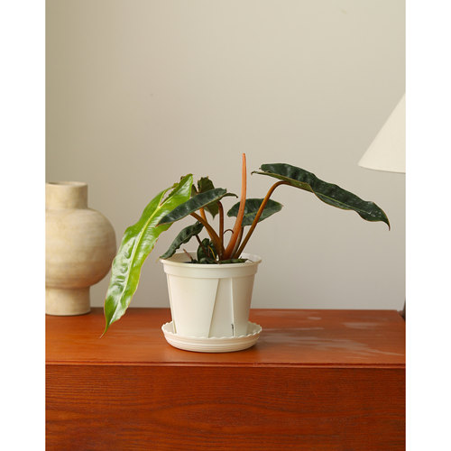 橙柄蔓绿绒 Philodendron billietiae Croat 小圣灵大叶热植清仓 - 图0