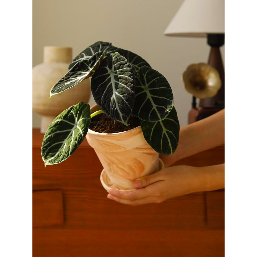 忍者海芋Alocasia Ninja 网红热植黑天鹅丝绸叶绒室内桌面盆栽 - 图2