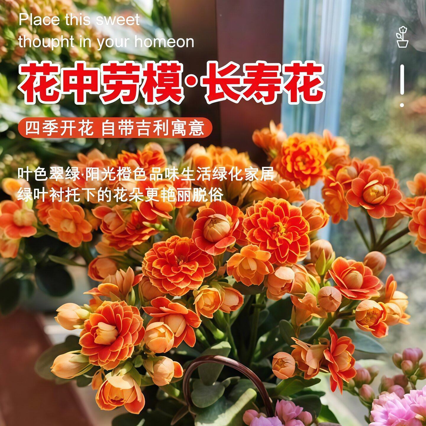 长寿花盆栽重瓣带花苞花卉室内阳台桌面绿植四季好养多肉开花植物,淘宝优惠券,粉丝福利购,淘宝优惠卷