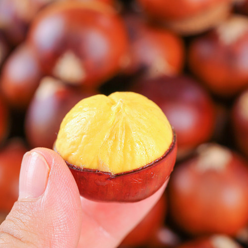 【包邮】2025年建瓯锥栗新鲜现摘高山圆尖栗子高山毛栗子油栗板栗 - 图3