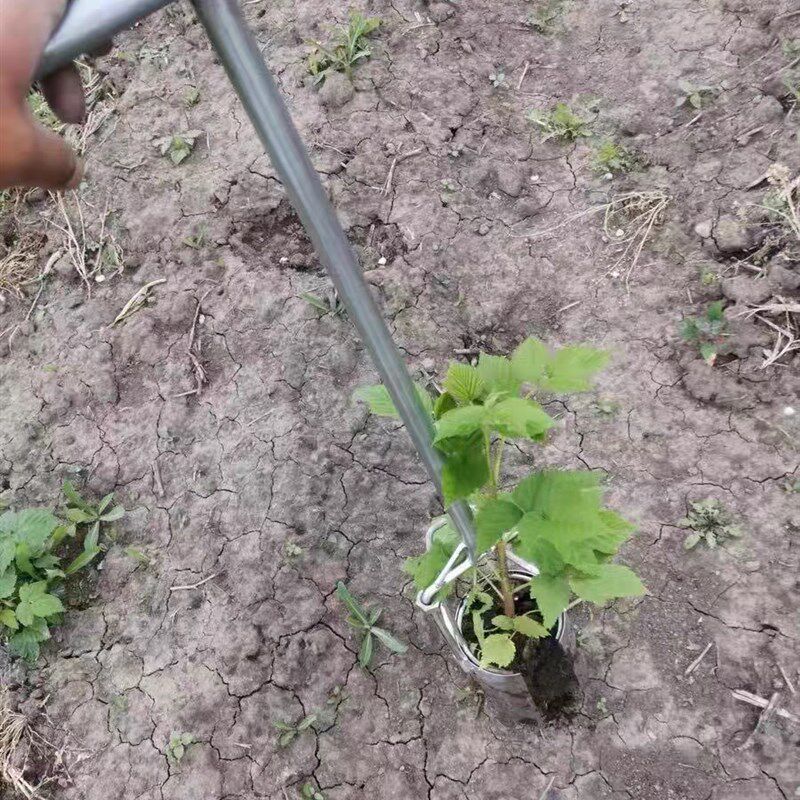 不锈钢移苗器移栽器大脚蹬胶皮把手加厚补玉米苗蔬菜西瓜移栽苗器,淘宝优惠券,粉丝福利购,淘宝优惠卷