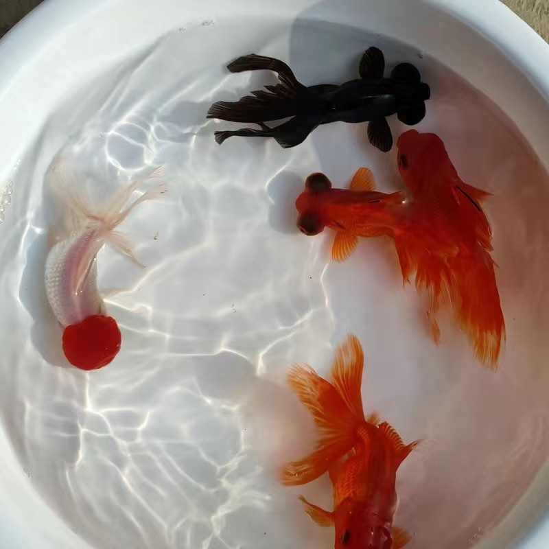 商品详情图片
