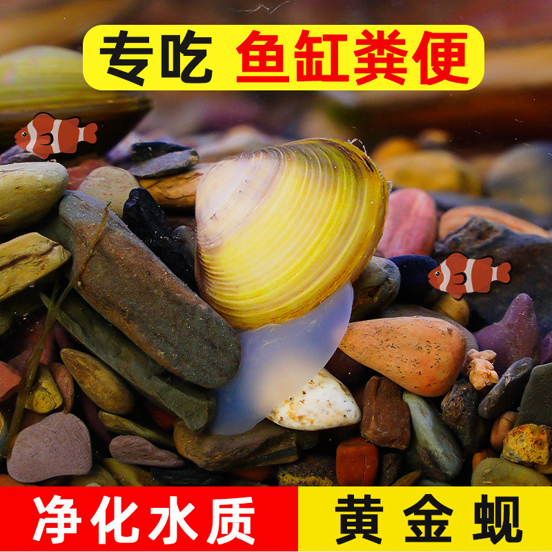 黄金蚬河蚬溪蚬小河蚌黄金螺除藻 清洁净水观赏 鱼缸吃鱼粪便清理,淘宝优惠券,粉丝福利购,淘宝优惠卷