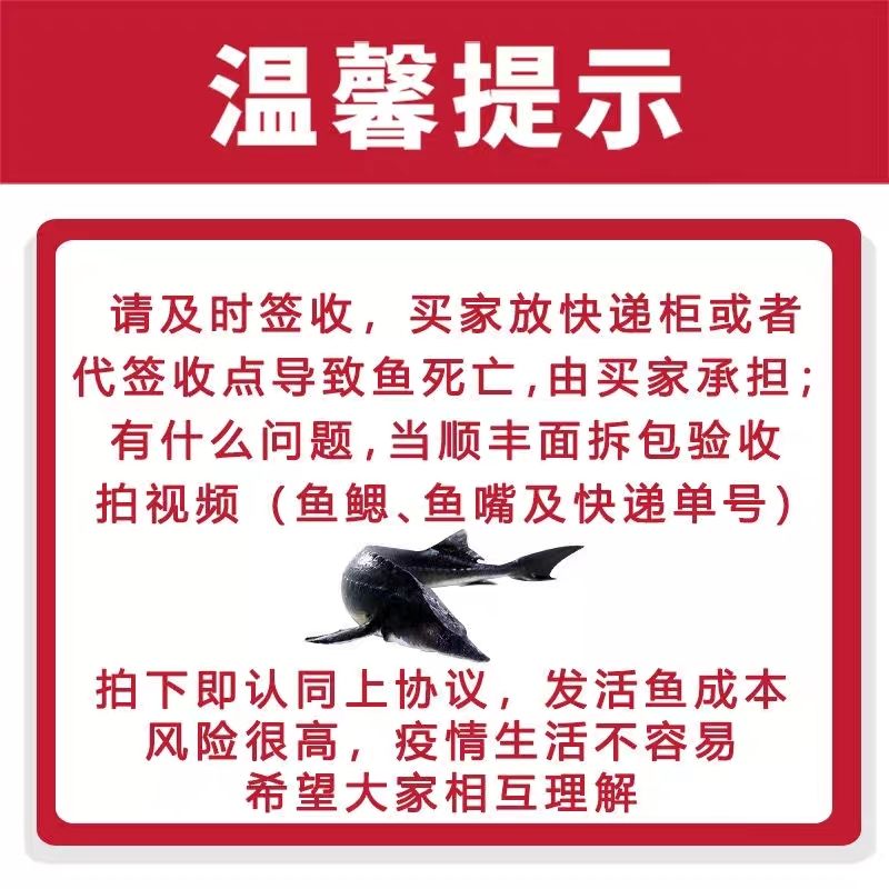 SF edible fresh spring water cultured sturgeon, sturgeon, sturgeon, Chinese fish, live fish, freshwater fish, aquatic products