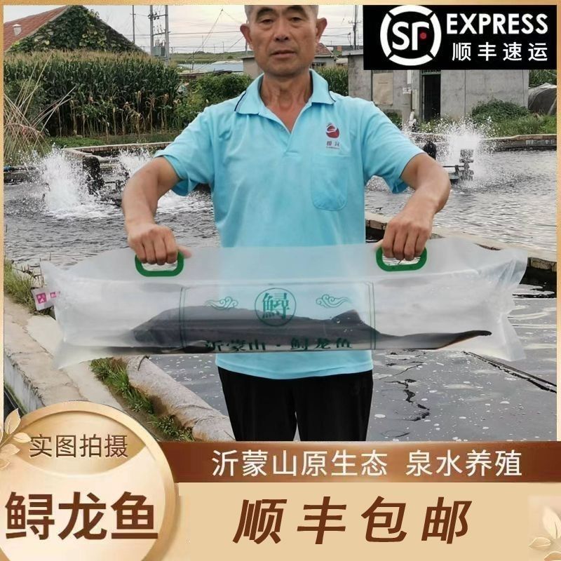 SF edible fresh spring water cultured sturgeon, sturgeon, sturgeon, Chinese fish, live fish, freshwater fish, aquatic products