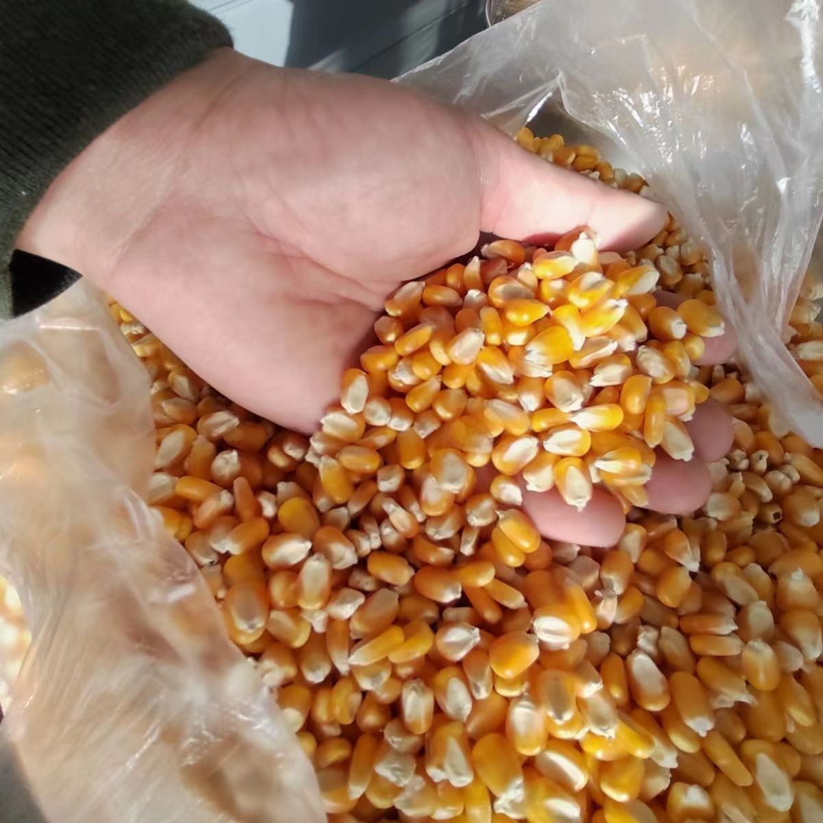 玉米粒干玉米酿酒磨面食用棒子喂鸟鸡鸽鸭鹅爆米花打窝鱼饵苞米粒 - 图1