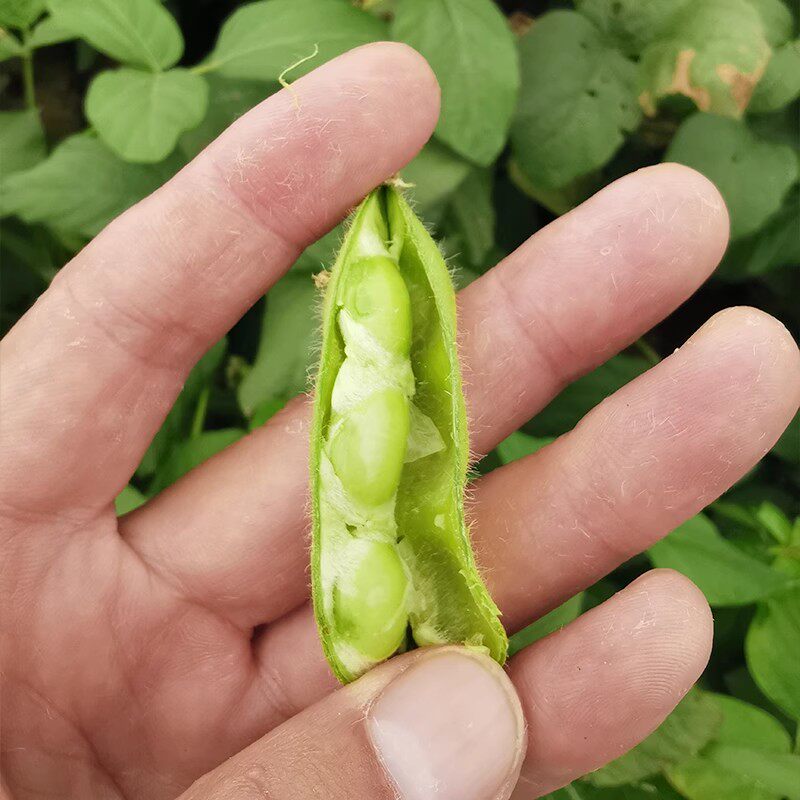 苏北农家新鲜毛豆带壳现摘现发毛豆角青毛豆嫩毛豆米毛豆仁毛豆粒,淘宝优惠券,粉丝福利购,淘宝优惠卷