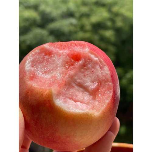 嫁接红不软桃树苗8月成熟脆甜水蜜桃树苗南北方庭院种植当年结果 - 图2
