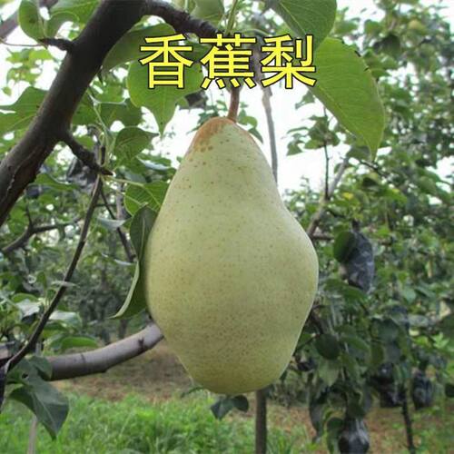南国梨树苗香水梨树苗东北冻梨树苗耐寒果树苗嫁接果树苗全国 - 图1