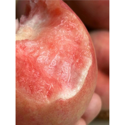 嫁接红不软桃树苗8月成熟脆甜水蜜桃树苗南北方庭院种植当年结果 - 图3