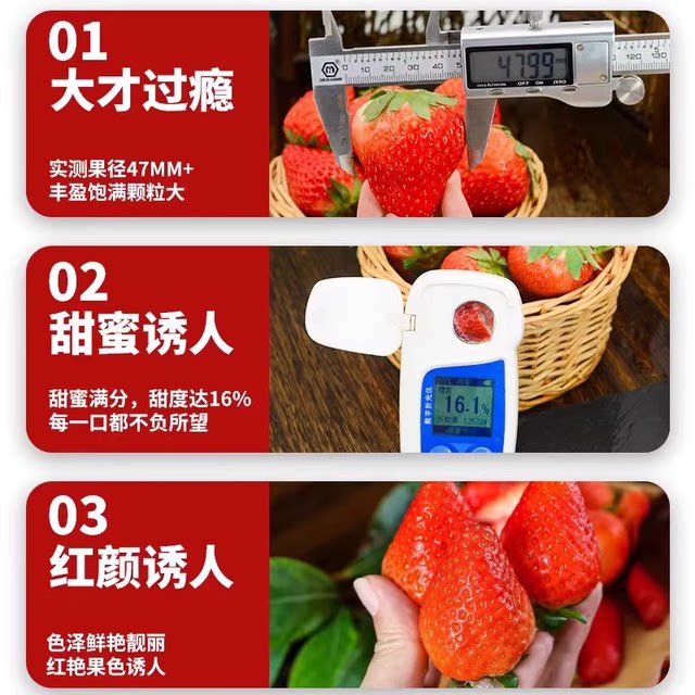 Authentic Dandong 99 Strawberry