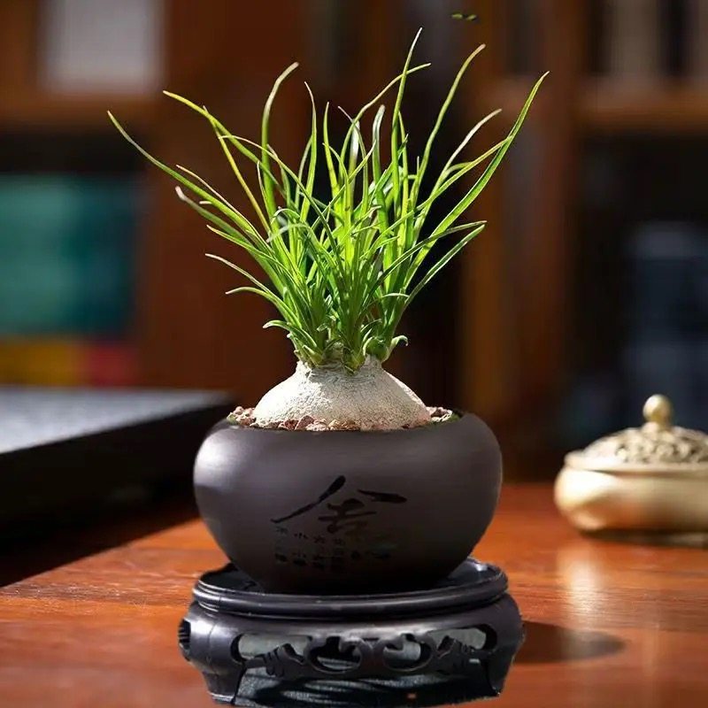 酒瓶兰盆栽大颗老桩办公桌网红懒人绿植室内盆栽花卉耐旱植物盆景,淘宝优惠券,粉丝福利购,淘宝优惠卷
