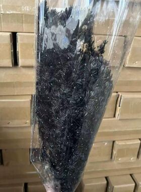 白色蓬莱松干花花束DIY装饰手作装饰品花店婚庆摆饰材料云南直发
