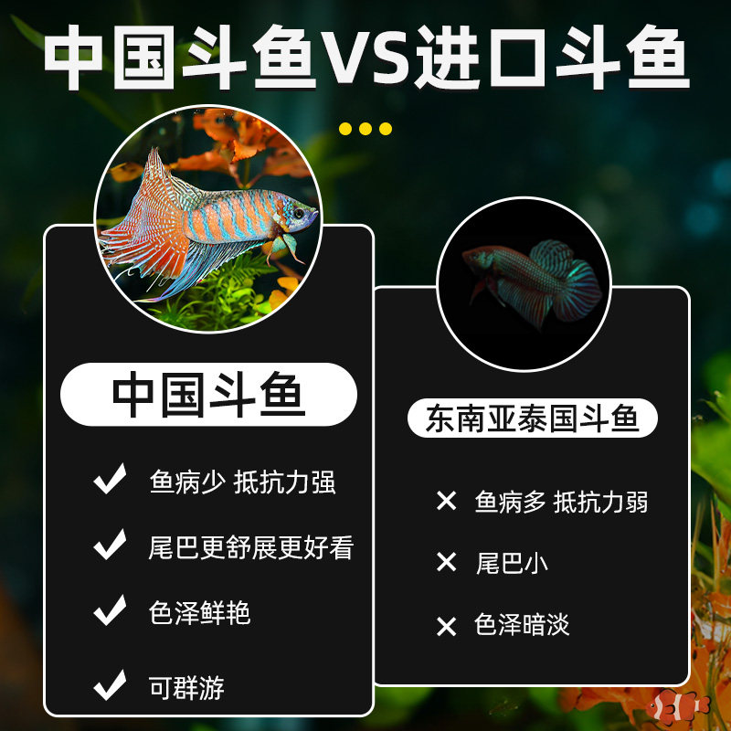 中国斗鱼玄黄白化黄黄金冷水原生观赏鱼免打氧活鱼淡水热带鱼