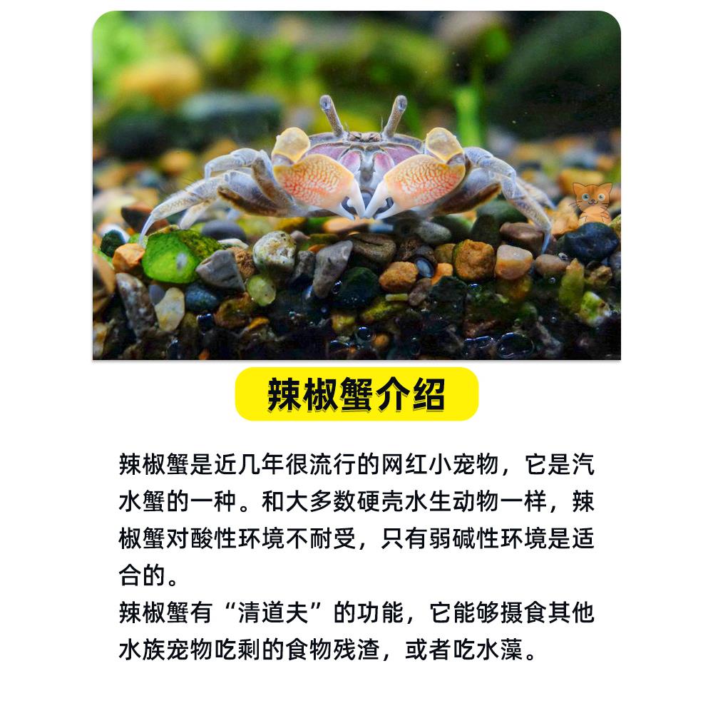 迷你蟹辣椒蟹观赏蟹可与灯科鱼孔雀鱼虾斑马鱼混养吃涡虫除藻活体 - 图2