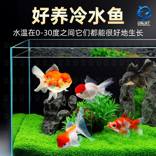 金鱼活鱼冷水鱼苗观赏鱼狮子头金鱼丹顶自来水好养耐活鱼草金小鱼 - 图2
