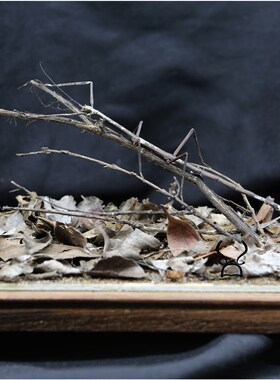 【树枝】真实昆虫竹节虫标本生态微景观玻璃罩家居办公室摆件收藏