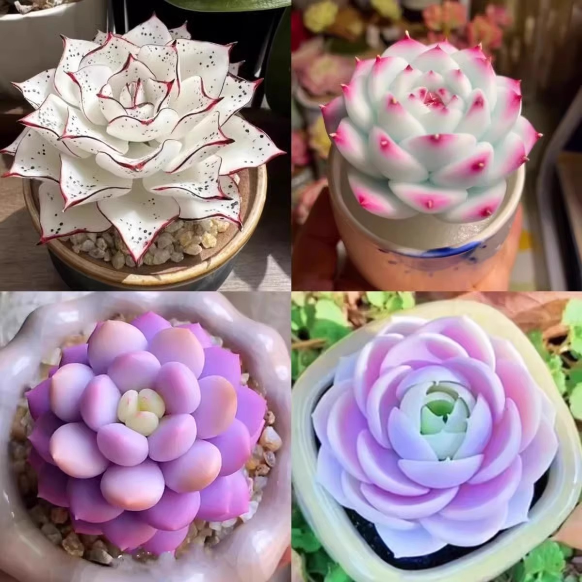 多肉植物套餐特玉莲女王麦秆剑司诺娃水蜜桃净化空气室内桌面盆栽