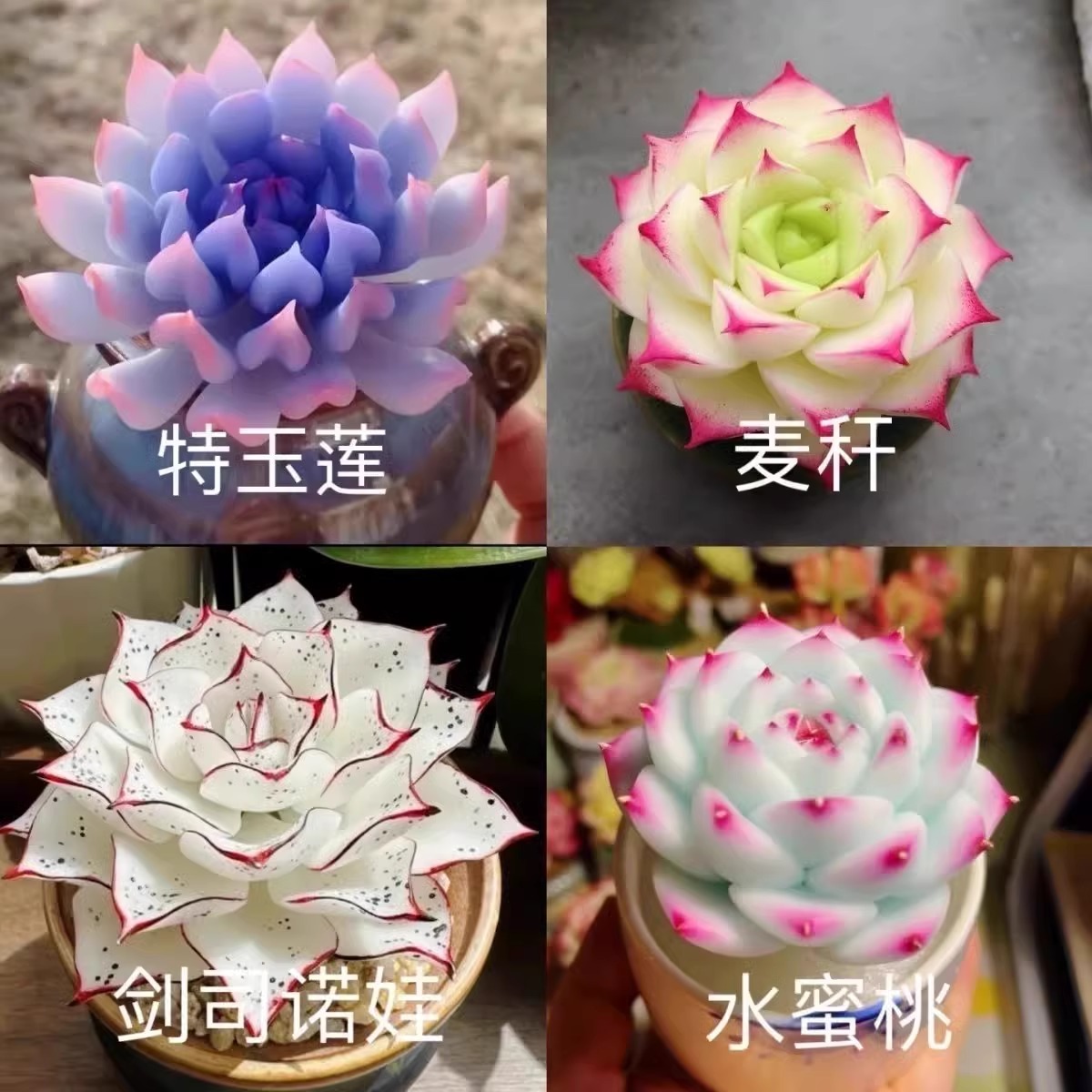 多肉植物套餐特玉莲女王麦秆剑司诺娃水蜜桃净化空气室内桌面盆栽