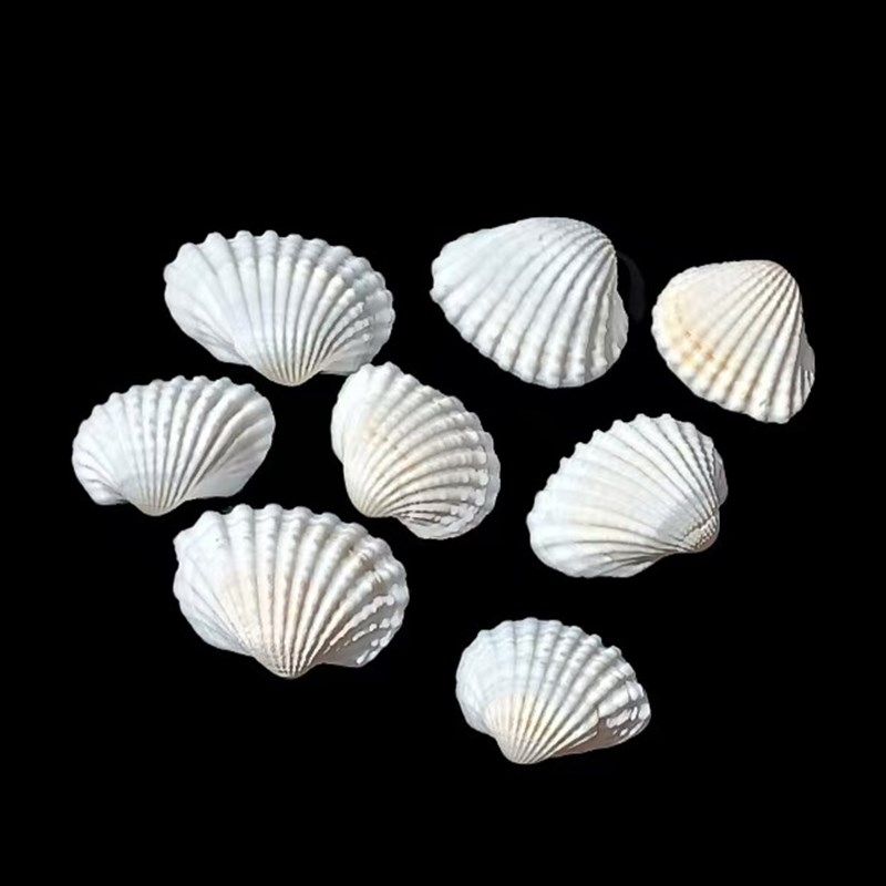 天然雪贝 家居橱窗设计 创意礼物 装饰鱼缸造景 手工DIY工艺品,淘宝优惠券,粉丝福利购,淘宝优惠卷