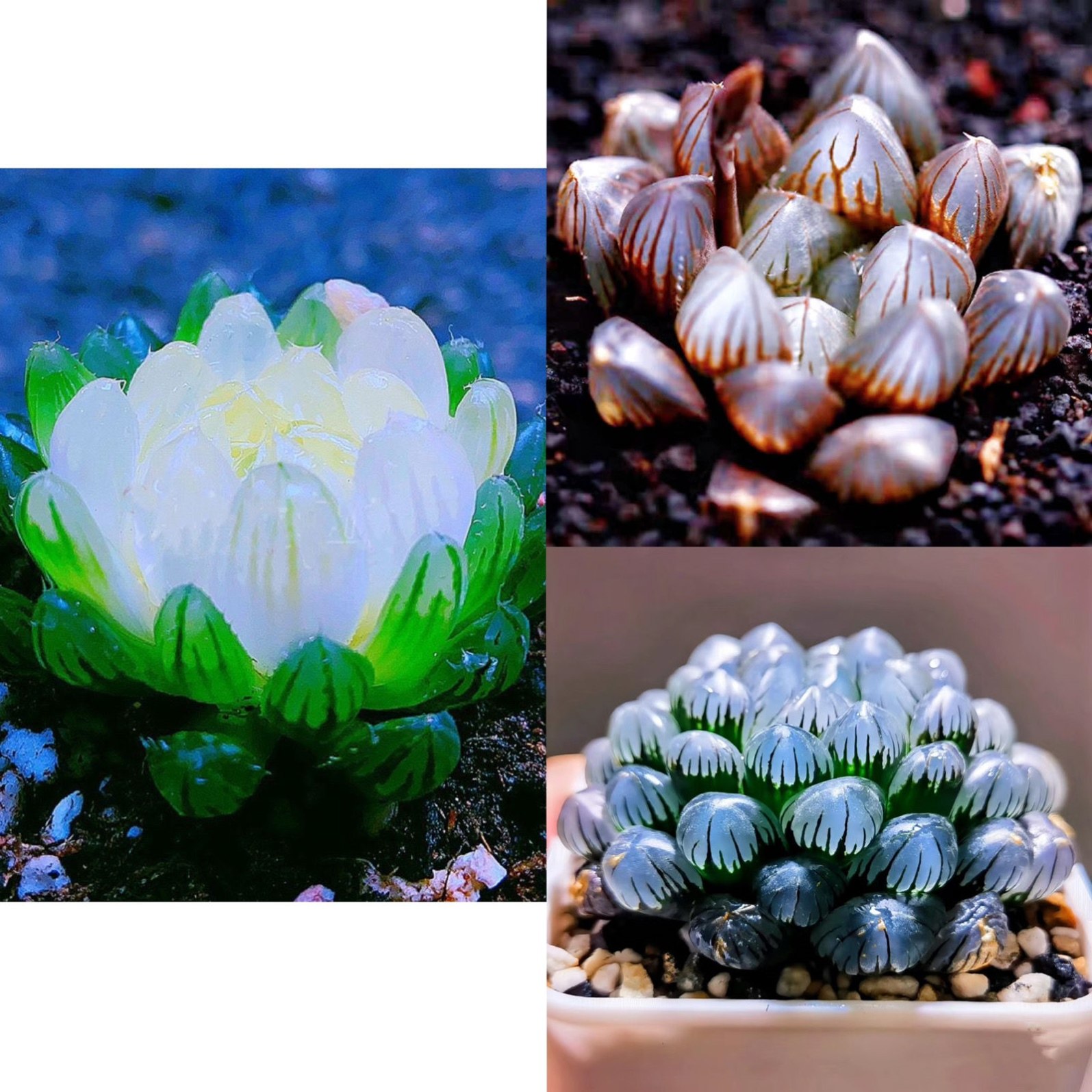 蓝镜 玉露多肉植物琥珀冰灯黑肌玉扇室内办公室桌面盆栽喜阴花卉,淘宝优惠券,粉丝福利购,淘宝优惠卷