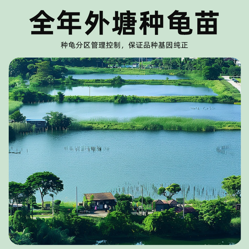 巴西龟情侣龟乌龟活物家养观赏宠物龟金钱龟黄金祥瑞龟红耳小水龟,淘宝优惠券,粉丝福利购,淘宝优惠卷