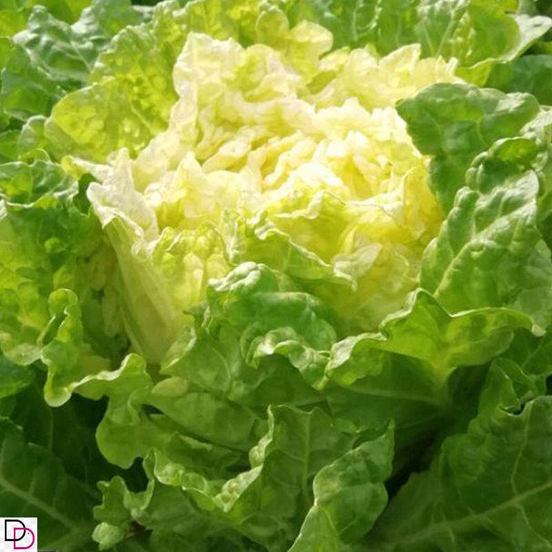 北京小杂56早熟黄心大白菜种籽包心白菜种高产抗病蔬菜种子春夏秋