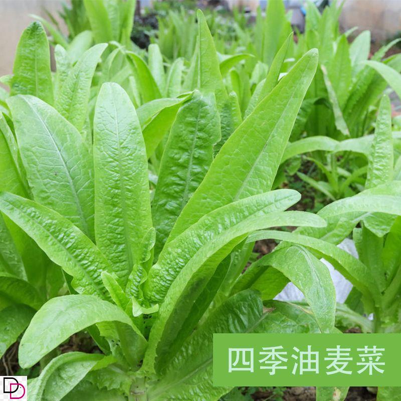 速生香油麦速生甜油麦菜种子 鲜嫩抗热四季种蔬菜种子盆栽油麦菜