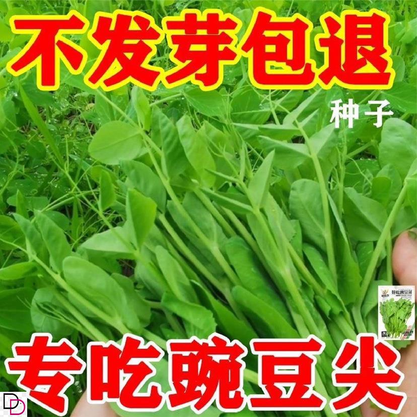 豌豆种籽大豌豆苗蔬菜种子水培无须莱豆小尖芽菜四季种植蔬菜种孑