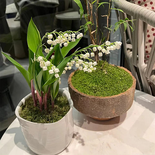 铃兰花苗带芽带根盆栽植物种球进口耐寒室内外花卉绿植四季开玲 - 图3