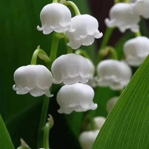 铃兰花苗带芽带根盆栽植物种球进口耐寒室内外花卉绿植四季开玲 - 图2